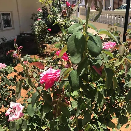 فندق Alexandra